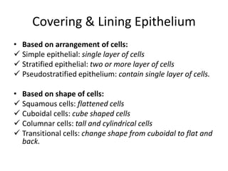 Covering & Lining Epithelium
• Based on arrangement of cells:
✓ Simple epithelial: single layer of cells
✓ Stratified epithelial: two or more layer of cells
✓ Pseudostratified epithelium: contain single layer of cells.
• Based on shape of cells:
✓ Squamous cells: flattened cells
✓ Cuboidal cells: cube shaped cells
✓ Columnar cells: tall and cylindrical cells
✓ Transitional cells: change shape from cuboidal to flat and
back.
 