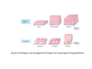 Fig.18: Cell Shapes and arrangement of layers for Covering & Lining Epithelium
 