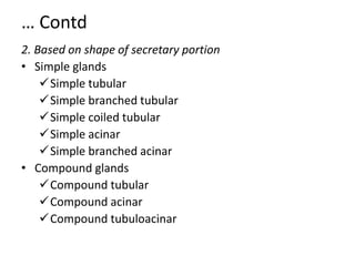 … Contd
2. Based on shape of secretary portion
• Simple glands
✓Simple tubular
✓Simple branched tubular
✓Simple coiled tubular
✓Simple acinar
✓Simple branched acinar
• Compound glands
✓Compound tubular
✓Compound acinar
✓Compound tubuloacinar
 
