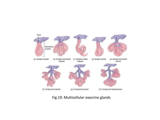 Fig.19: Multicellular exocrine glands
 