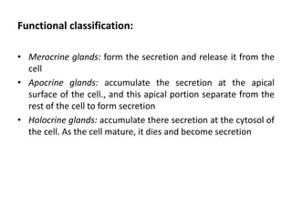 Functional classification:
• Merocrine glands: form the secretion and release it from the
cell
• Apocrine glands: accumulate the secretion at the apical
surface of the cell., and this apical portion separate from the
rest of the cell to form secretion
• Holocrine glands: accumulate there secretion at the cytosol of
the cell. As the cell mature, it dies and become secretion
 