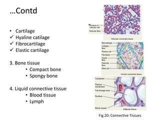 …Contd
• Cartilage
✓ Hyaline catilage
✓ Fibrocartilage
✓ Elastic cartilage
3. Bone tissue
• Compact bone
• Spongy bone
4. Liquid connective tissue
• Blood tissue
• Lymph
Fig.20: Connective Tissues
 