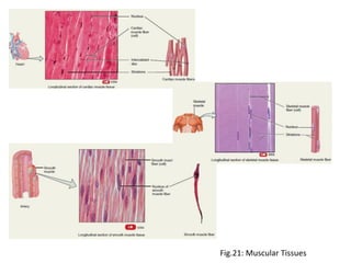 Fig.21: Muscular Tissues
 