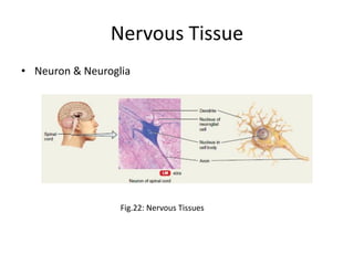Nervous Tissue
• Neuron & Neuroglia
Fig.22: Nervous Tissues
 