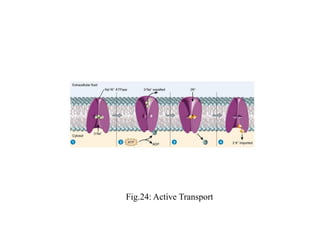 Fig.24: Active Transport
 