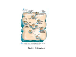 Fig.25: Endocytosis
 