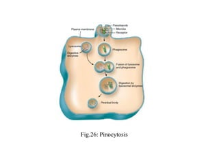 Fig.26: Pinocytosis
 