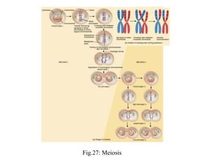 Fig.27: Meiosis
 