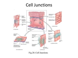 Cell Junctions
Fig.28: Cell Junctions
 