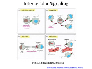 Intercellular Signaling
https://www.ncbi.nlm.nih.gov/books/NBK26813/
Fig.29: Intracellular Signalling
 