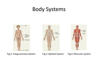 Body Systems
Fig.2: Integumentary System Fig.3: Skeletal System Fig.4: Muscular System
 