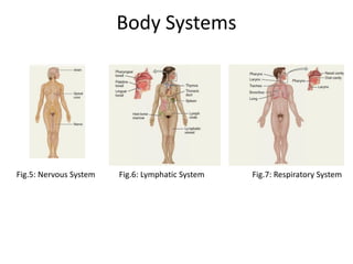 Body Systems
Fig.5: Nervous System Fig.6: Lymphatic System Fig.7: Respiratory System
 