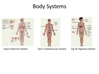 Body Systems
Fig.8: Endocrine System Fig.9: Cardiovascular System Fig.10: Digestive System
 