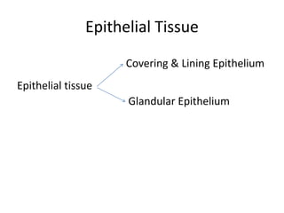 Covering & Lining Epithelium
• Based on arrangement of cells:
✓ Simple epithelial: single layer of cells
✓ Stratified epit...