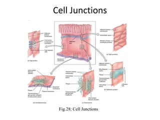 Intercellular Signaling
https://www.ncbi.nlm.nih.gov/books/NBK26813/
Fig.29: Intracellular Signalling
 