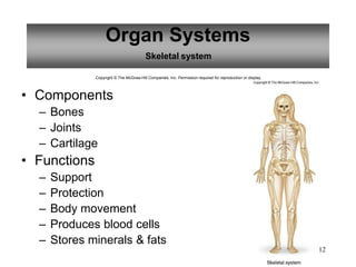 12
Organ Systems
Skeletal system
Copyright © The McGraw-Hill Companies, Inc. Permission required for reproduction or display.
• Components
– Bones
– Joints
– Cartilage
• Functions
– Support
– Protection
– Body movement
– Produces blood cells
– Stores minerals & fats
 