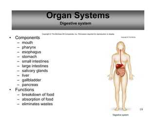 19
Organ Systems
Copyright © The McGraw-Hill Companies, Inc. Permission required for reproduction or display.
Digestive system
• Components
– mouth
– pharynx
– esophagus
– stomach
– small intestines
– large intestines
– salivary glands
– liver
– gallbladder
– pancreas
• Functions
– breakdown of food
– absorption of food
– eliminates wastes
 