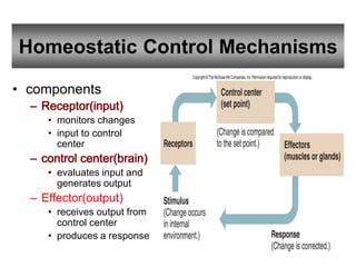 Homeostatic Control Mechanisms
28
• components
• monitors changes
• input to control
center
• evaluates input and
generates output
– Effector(output)
• receives output from
control center
• produces a response
 