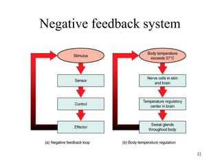 Negative feedback system
32
 