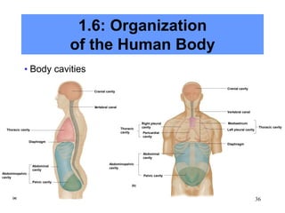 36
1.6: Organization
of the Human Body
• Body cavities
Thoracic cavity
Abdominopelvic
cavity
Abdominal
cavity
Diaphragm
Pelvic cavity
Cranial cavity
V
ertebral canal
(a)
Thoracic cavity
Abdominopelvic
cavity
Abdominal
cavity
Pelvic cavity
Right pleural
cavity
Mediastinum
Left pleural cavity
Pericardial
cavity
Diaphragm
Vertebral canal
Cranial cavity
Thoracic
cavity
(b)
 