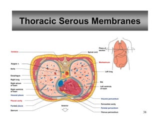 38
Thoracic Serous Membranes
Vertebra
Aorta
Esophagus
Right lung
Visceral pleura
Pleural cavity
Parietal pleura
Sternum
Plane of
section
Spinal cord
Mediastinum
Left lung
Rib
Left ventricle
of heart
Visceral pericardium
Pericardial cavity
Parietal pericardium
Anterior
Azygos v.
Right atrium
of heart
Right ventricle
of heart
Fibrous pericardium
 