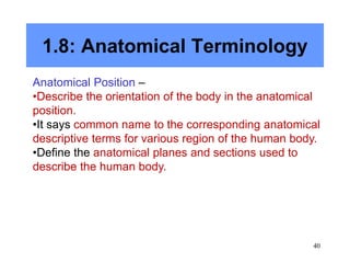 40
1.8: Anatomical Terminology
Anatomical Position –
•Describe the orientation of the body in the anatomical
position.
•It says common name to the corresponding anatomical
descriptive terms for various region of the human body.
•Define the anatomical planes and sections used to
describe the human body.
 