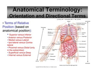 41
Anatomical Terminology:
Orientation and Directional Terms
• Terms of Relative
Position (based on
anatomical position):
• Superior versus Inferior
• Anterior versus Posterior
• Medial versus Lateral
• Ipsi-lateral versus Contra-
lateral
• Proximal versus Distal (only
in the extremities)
• Superficial versus Deep
• Internal versus External
 