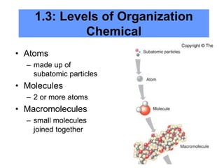 6
1.3: Levels of Organization
Chemical
• Atoms
– made up of
subatomic particles
• Molecules
– 2 or more atoms
• Macromolecules
– small molecules
joined together
 
