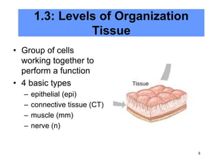 8
1.3: Levels of Organization
Tissue
• Group of cells
working together to
perform a function
• 4 basic types
– epithelial (epi)
– connective tissue (CT)
– muscle (mm)
– nerve (n)
 