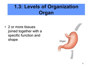 9
1.3: Levels of Organization
Organ
• 2 or more tissues
joined together with a
specific function and
shape
 