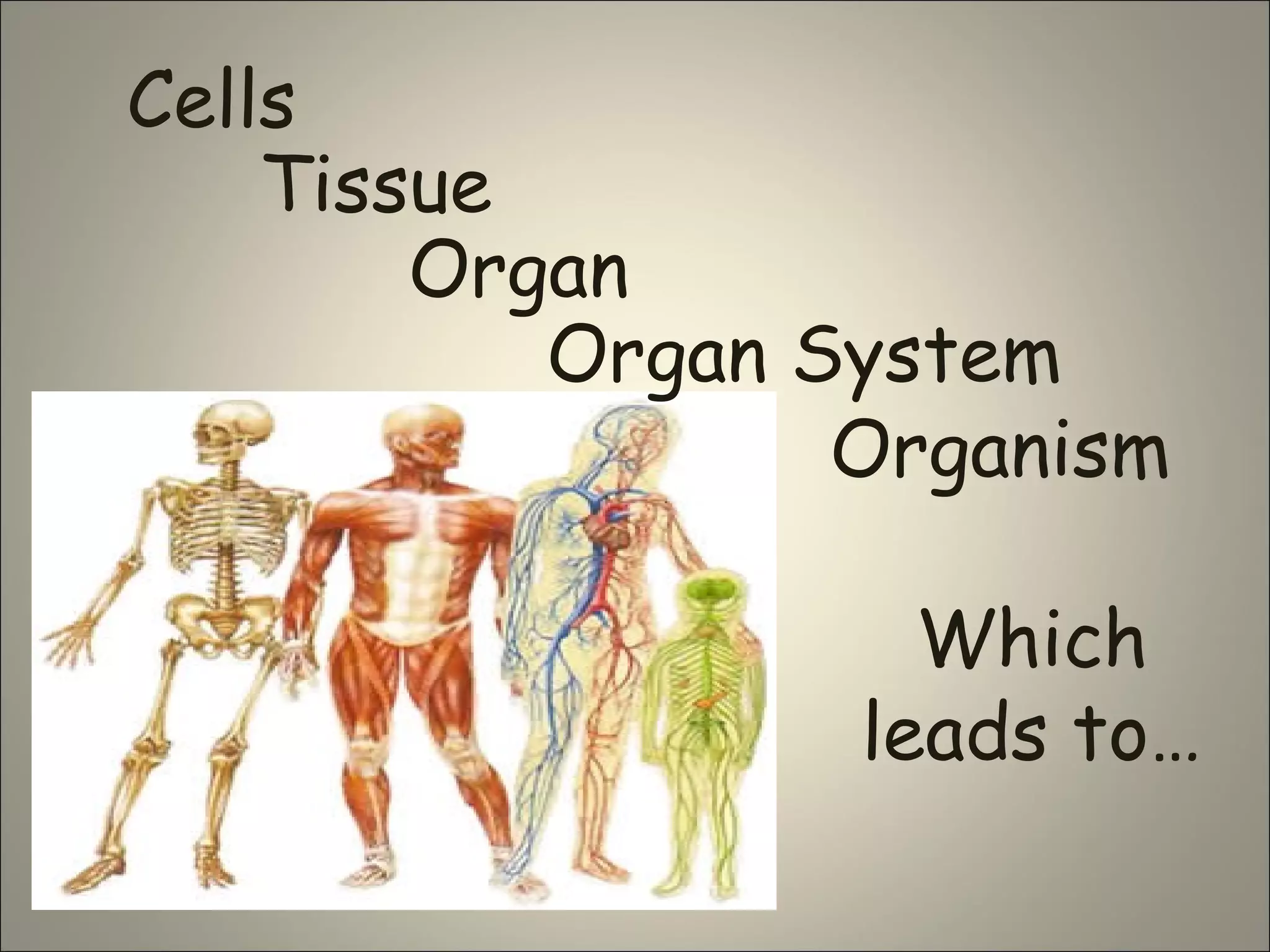 Cells
Tissue
Organ
Organ System
Organism
Which
leads to…
 