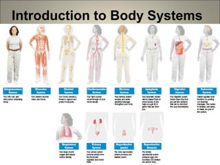 Introduction to Body Systems
 