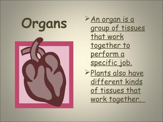 Organs
An organ is a
group of tissues
that work
together to
perform a
specific job.
Plants also have
different kinds
of tissues that
work together.
 