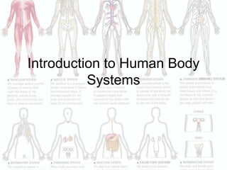Introduction to Human Body
Systems

 
