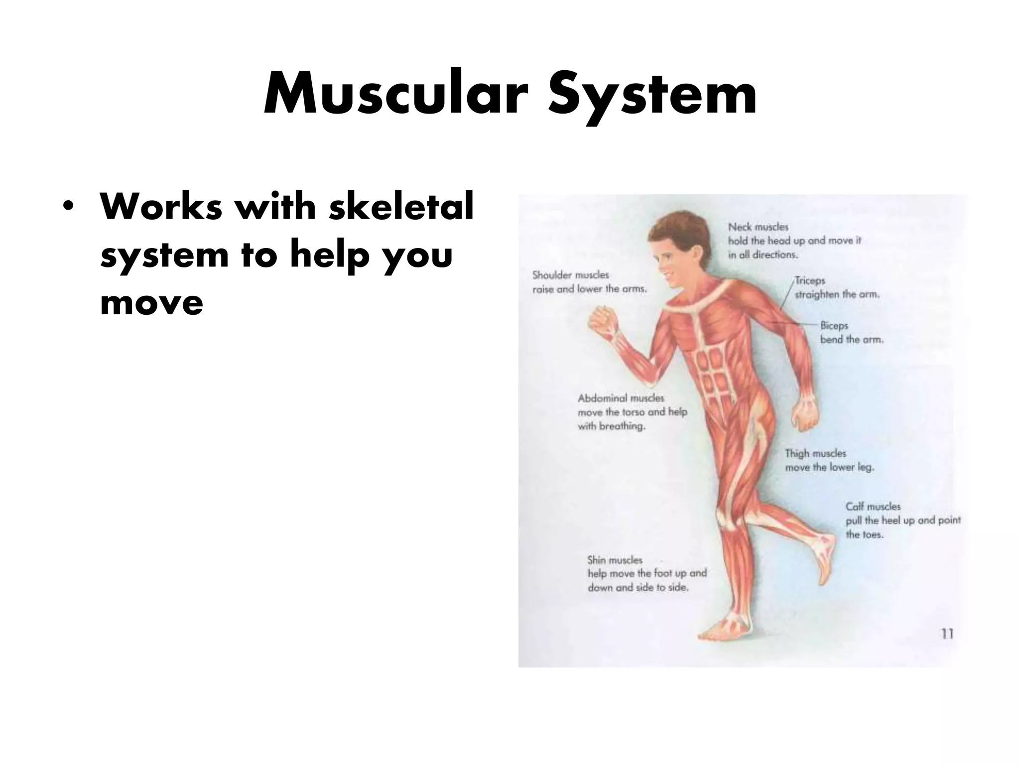 Introduction to human body systems | PPTX