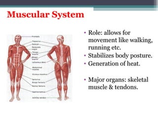 Introduction to Human Body Systems.ppt Unit I | PPT
