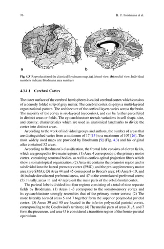 Neocortex Broadman Comprehensive Overview of Human Brain Anatomy and Neuroanatomical ...