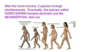 After the homo erectus, 2 species emerge
simultaneously. Eventually, the species called
HOMO SAPIEN became dominant and the
NEANDERTHAL died out.
 