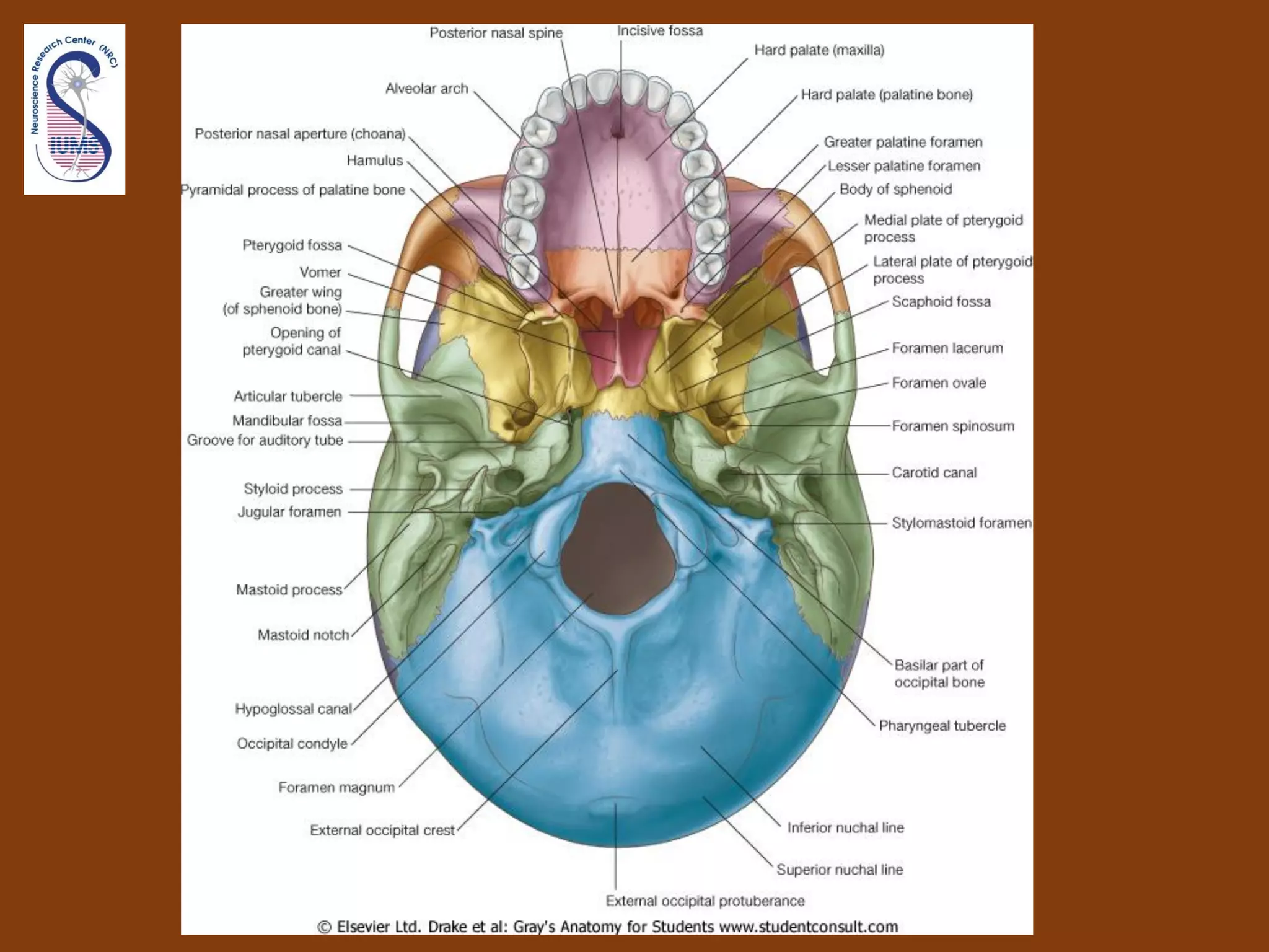 Introduction to human head & neck anatomy 1st sem 99 00 i | PPT