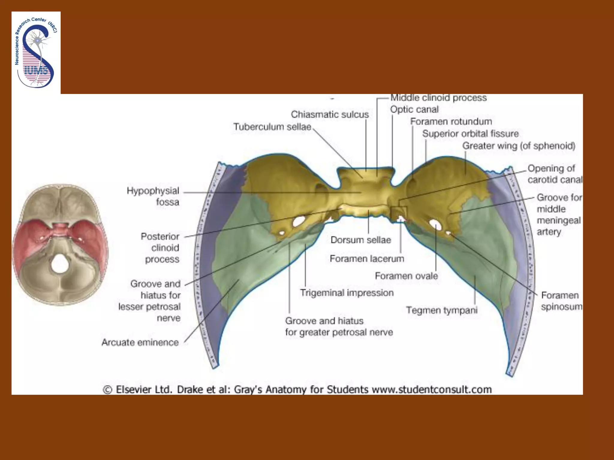 Introduction to human head & neck anatomy 1st sem 99 00 i | PPT