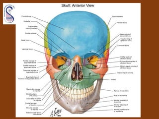 Introduction to human head & neck anatomy 1st sem 99 00 i | PDF