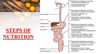 STEPS OF
NUTRITION
 