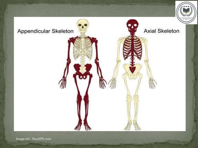 Introduction to Human Osteology Part 1 | PPTX