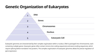 Genetic Organization of Eukaryotes
1
DNA
2 Genes
3 Chromosomes
4 Nucleus
5 Eukaryotic Cell
Eukaryotic genomes are characterized by their complex organization within a nucleus. DNA is packaged into chromosomes, each
containing multiple genes. Eukaryotic genes often contain introns (non-coding sequences) and exons (coding sequences), which
require splicing before translation into proteins. The complex organization of eukaryotic genomes allows for precise regulation of
gene expression.
 