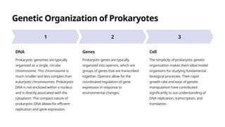 Genetic Organization of Prokaryotes
DNA
Prokaryotic genomes are typically
organized as a single, circular
chromosome. This chromosome is
much smaller and less complex than
eukaryotic chromosomes. Prokaryotic
DNA is not enclosed within a nucleus
and is directly associated with the
cytoplasm. The compact nature of
prokaryotic DNA allows for efficient
replication and gene expression.
Genes
Prokaryotic genes are typically
organized into operons, which are
groups of genes that are transcribed
together. Operons allow for the
coordinated regulation of gene
expression in response to
environmental changes.
Cell
The simplicity of prokaryotic genetic
organization makes them ideal model
organisms for studying fundamental
biological processes. Their rapid
growth rate and ease of genetic
manipulation have contributed
significantly to our understanding of
DNA replication, transcription, and
translation.
 