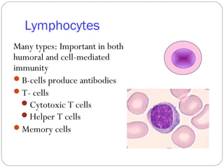 Lymphocytes
Many types: Important in both
humoral and cell-mediated
immunity
B-cells produce antibodies
T- cells
Cytotoxic T cells
Helper T cells
Memory cells
 
