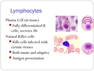 Lymphocytes
Plasma Cell (in tissue)
Fully differentiaited B
cells, secretes Ab
Natural Killer cells
Kills cells infected with
certain viruses
Both innate and adaptive
Antigen presentation
 