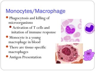 Monocytes/Macrophage
Phagocytosis and killing of
microorganisms
Activation of T cells and
initation of immune response
Monocyte is a young
macrophage in blood
There are tissue-specific
macrophages
Antigen Presentation
 