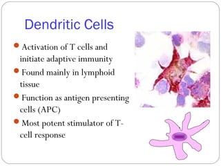 Dendritic Cells
Activation of T cells and
initiate adaptive immunity
Found mainly in lymphoid
tissue
Function as antigen presenting
cells (APC)
Most potent stimulator of T-
cell response
 