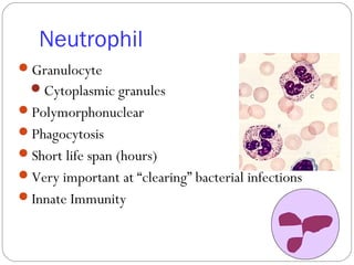 Neutrophil
Granulocyte
Cytoplasmic granules
Polymorphonuclear
Phagocytosis
Short life span (hours)
Very important at “clearing” bacterial infections
Innate Immunity
 
